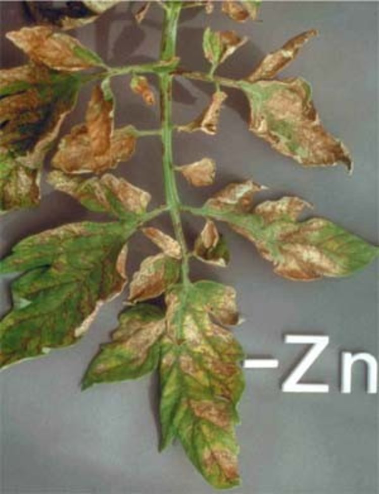 RHP tomatoe with zinc deficiency